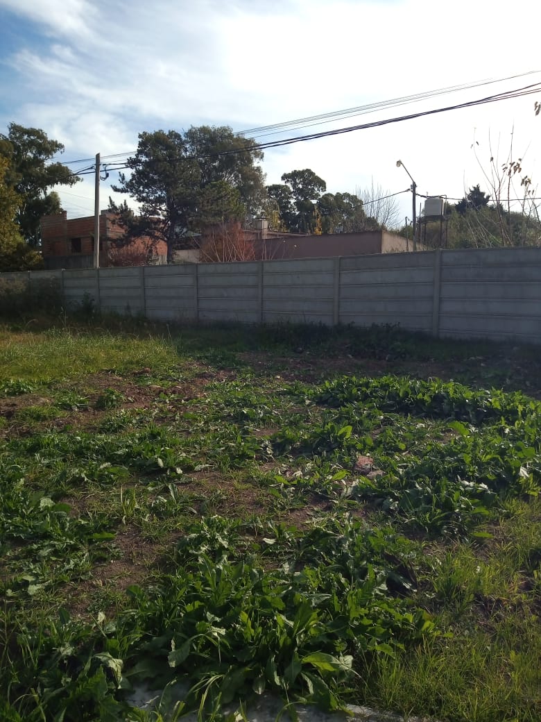 LOTES / 649 Y 7 / 10X30